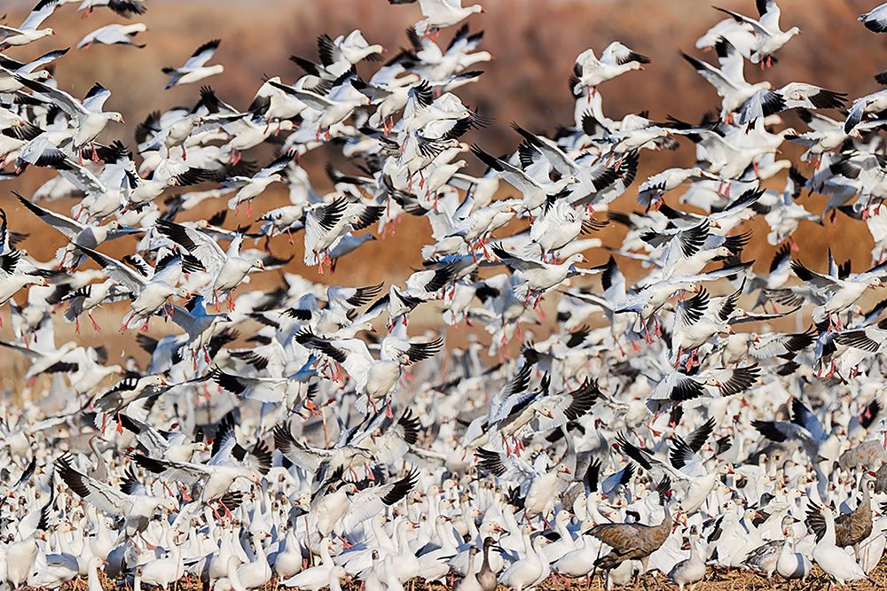 Snow geese flying Bosque del Apache National Wildlife Refuge-New Mexico art print by Adam Jones for $57.95 CAD