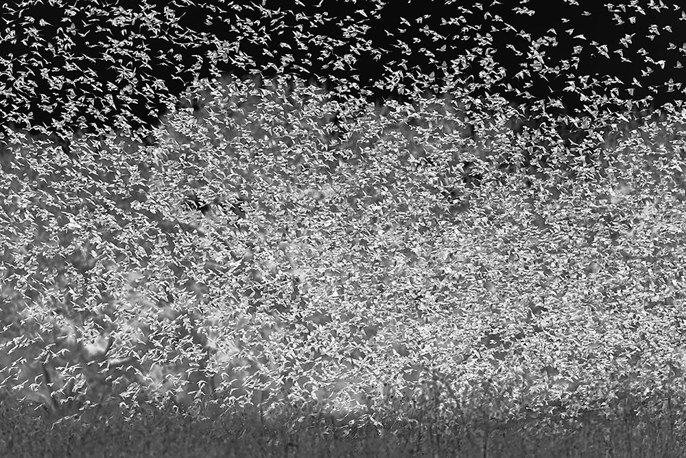 Large murmuration female juvenile red-winged blackbirds Bosque del Apache National Wildlife Refuge art print by Adam Jones for $57.95 CAD