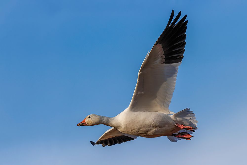 Snow goose flying Bosque del Apache National Wildlife Refuge-New Mexico art print by Adam Jones for $57.95 CAD