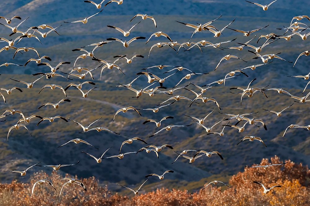 Snow geese flying Bosque del Apache National Wildlife Refuge-New Mexico art print by Adam Jones for $57.95 CAD
