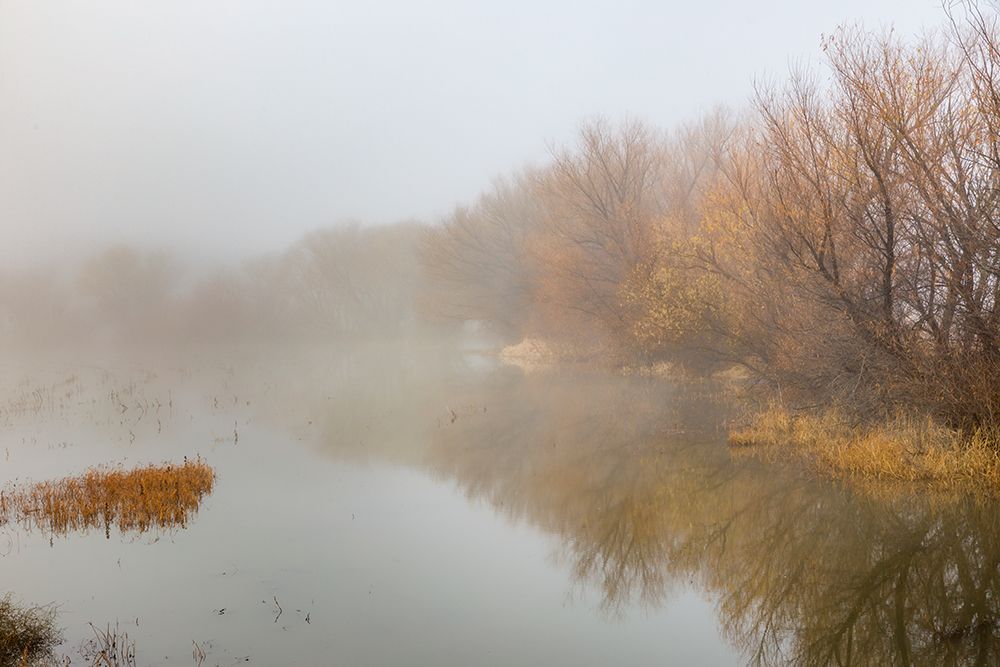 Trees on foggy morning-Bosque del Apache National Wildlife Refuge-New Mexico art print by Adam Jones for $57.95 CAD