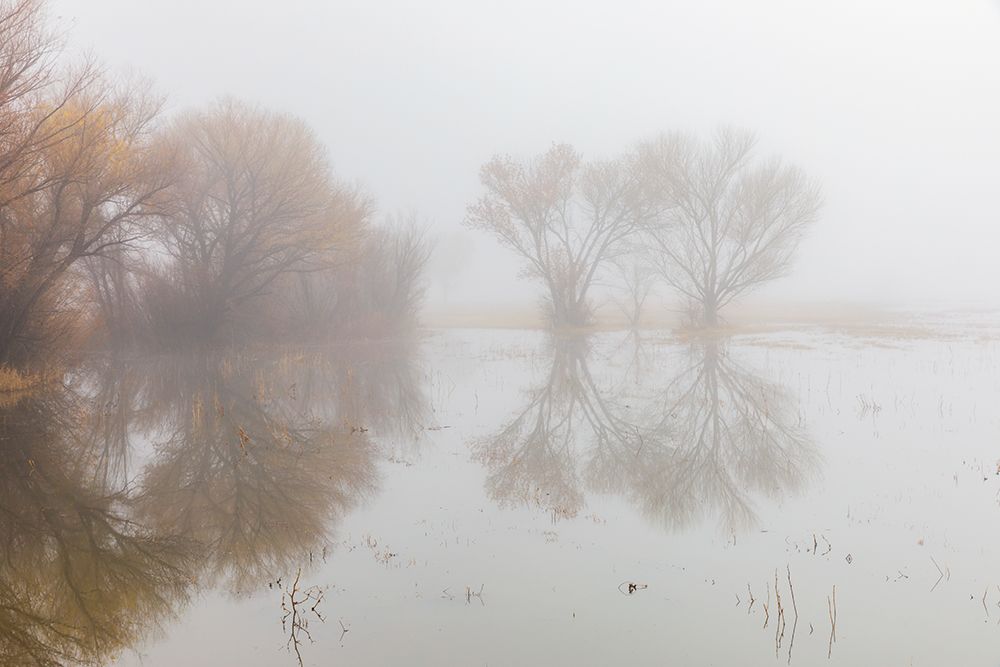Trees on foggy morning-Bosque del Apache National Wildlife Refuge-New Mexico art print by Adam Jones for $57.95 CAD