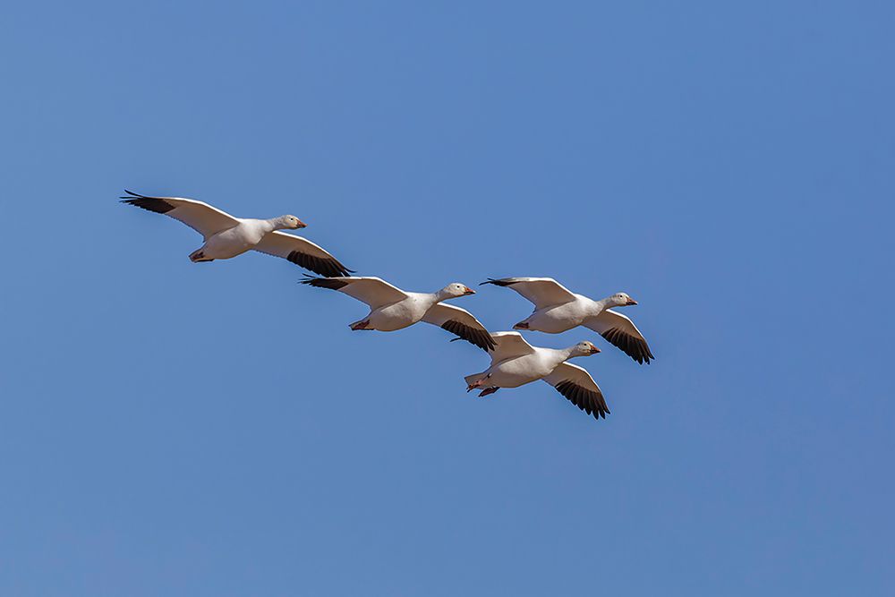 Snow geese flying Bosque del Apache National Wildlife Refuge-New Mexico art print by Adam Jones for $57.95 CAD