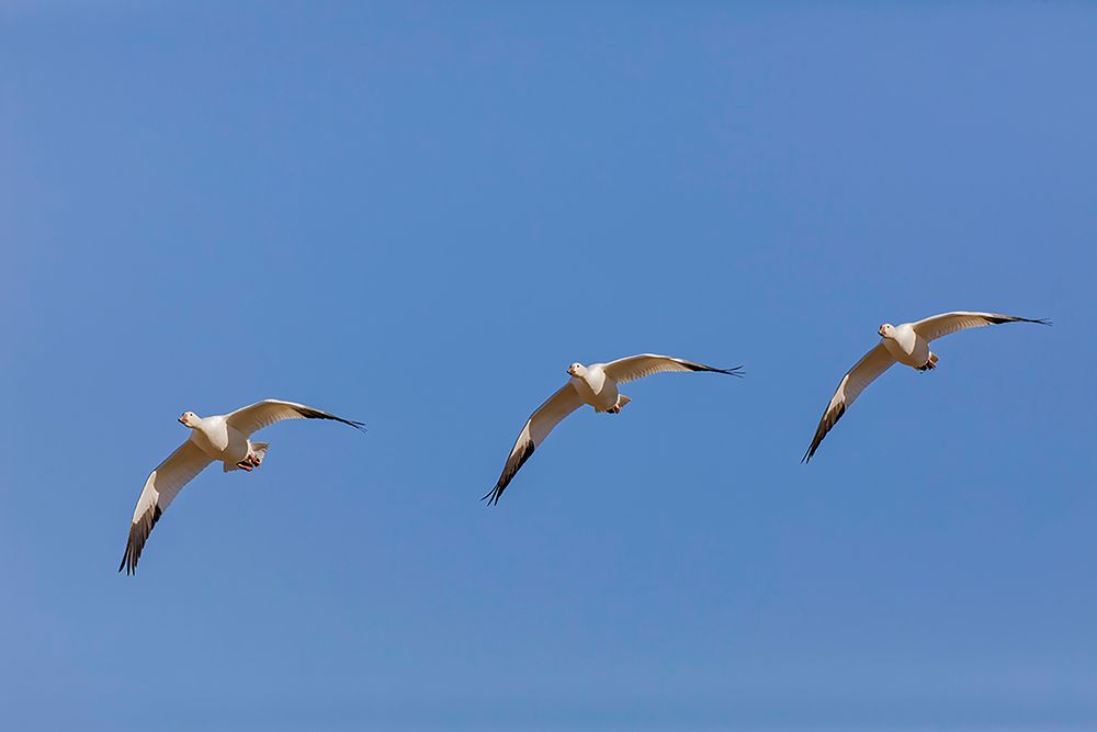 Snow geese flying Bosque del Apache National Wildlife Refuge-New Mexico art print by Adam Jones for $57.95 CAD