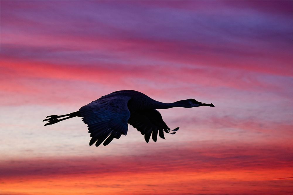 Sandhill crane silhouetted flying at sunset Bosque del Apache National Wildlife Refuge-New Mexico art print by Adam Jones for $57.95 CAD