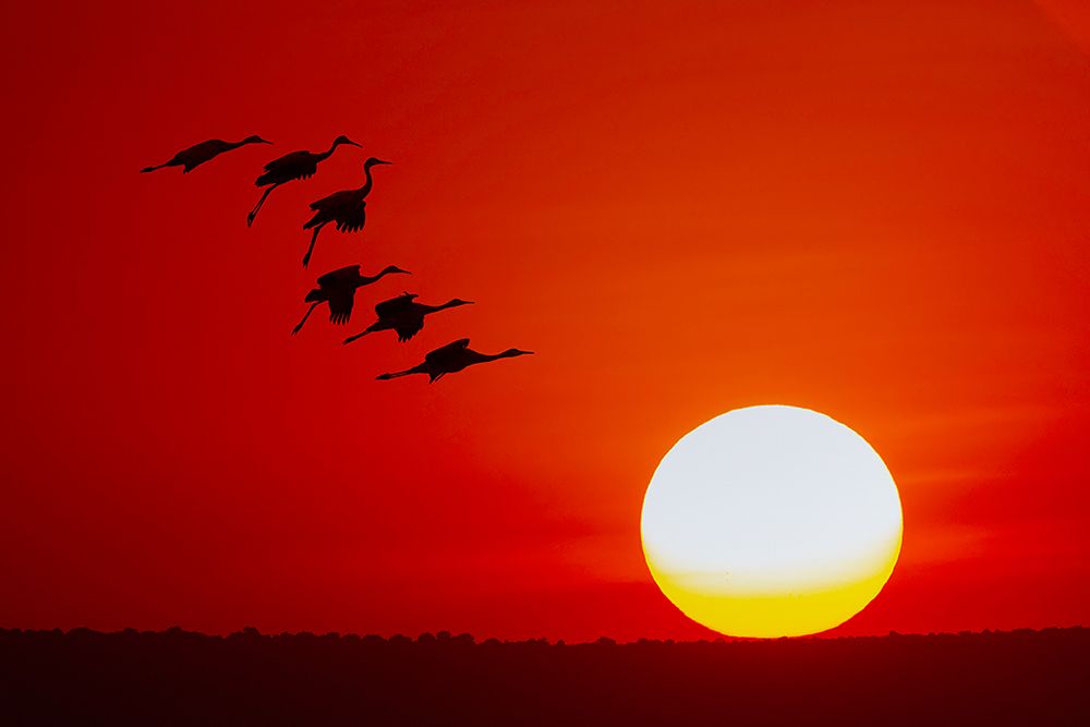 Sandhill cranes silhouetted flying at sunset Bosque del Apache National Wildlife Refuge-New Mexico art print by Adam Jones for $57.95 CAD