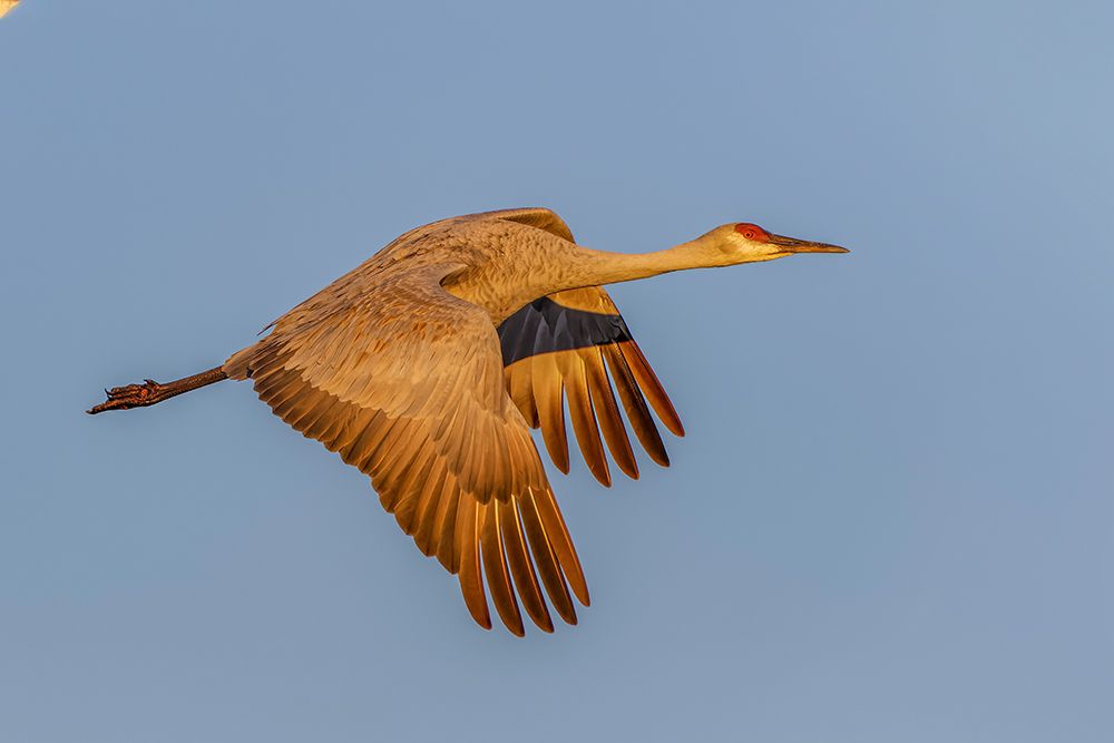 Sandhill crane flying at sunrise Bosque del Apache National Wildlife Refuge-New Mexico art print by Adam Jones for $57.95 CAD