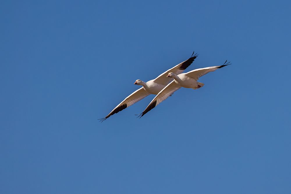 Snow geese in flight. Bosque del Apache National Wildlife Refuge, New Mexico art print by Adam Jones for $57.95 CAD