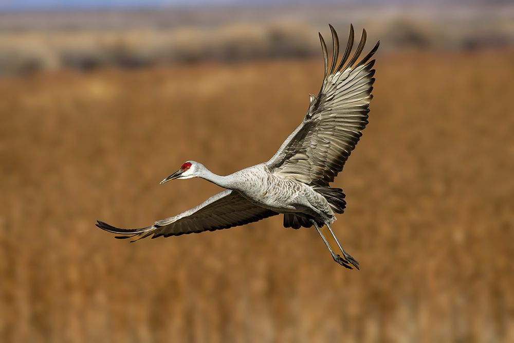 Sandhill crane in flight. Bosque del Apache National Wildlife Refuge, New Mexico art print by Adam Jones for $57.95 CAD
