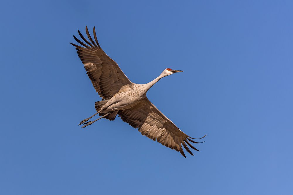 Sandhill crane in flight. Bosque del Apache National Wildlife Refuge, New Mexico art print by Adam Jones for $57.95 CAD