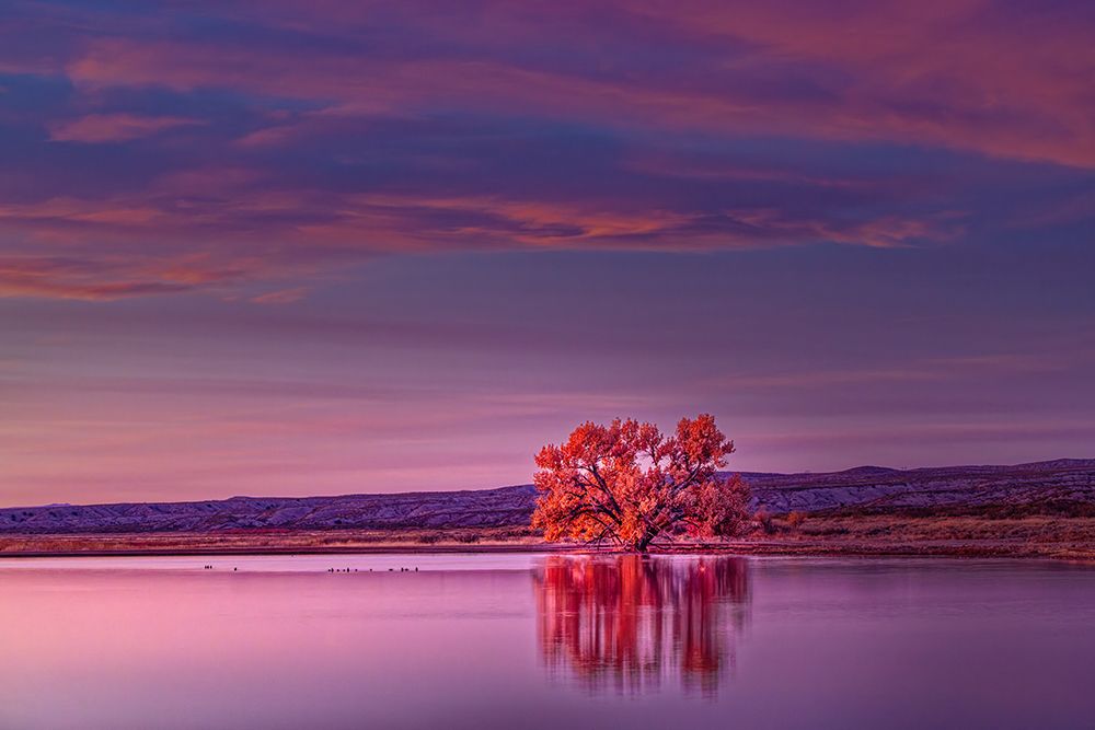 Single tree and reflection at sunrise, Bosque del Apache National Wildlife Refuge, New Mexico art print by Adam Jones for $57.95 CAD
