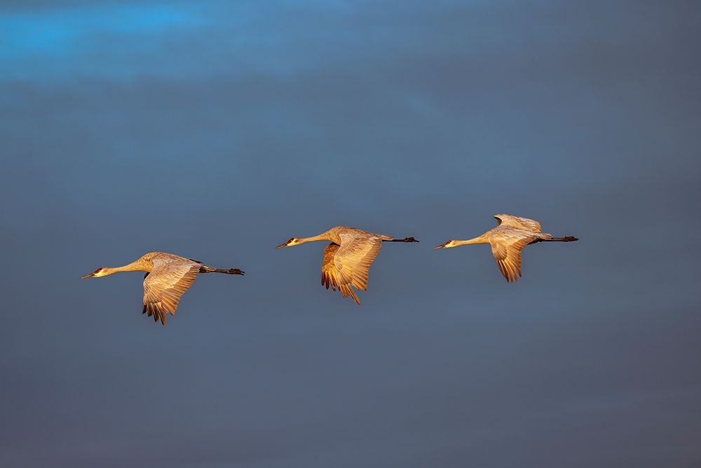 Sandhill cranes in flight formation. Bosque del Apache National Wildlife Refuge, New Mexico art print by Adam Jones for $57.95 CAD