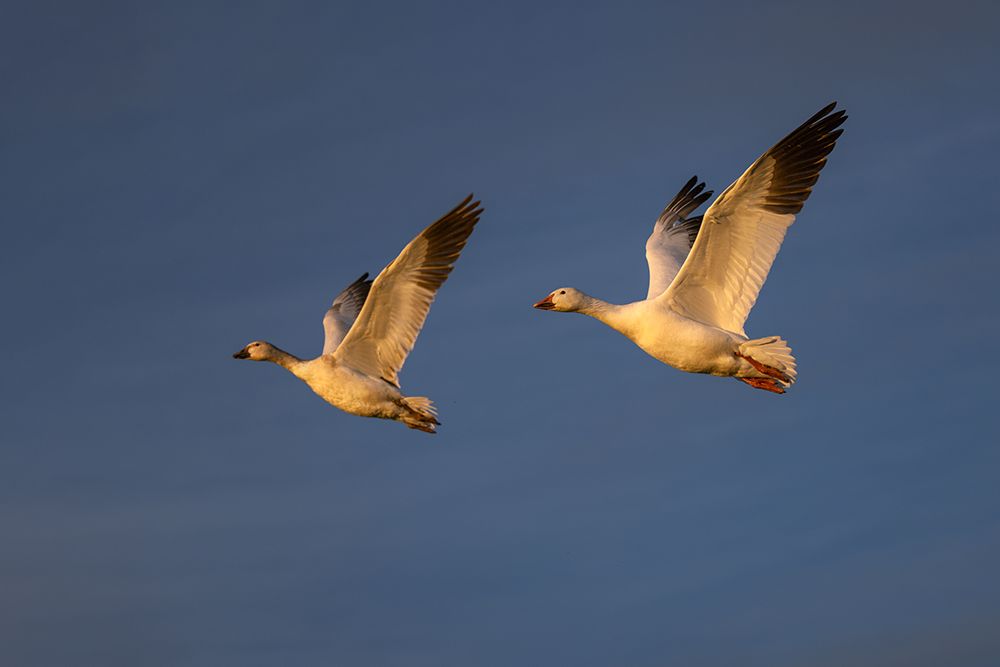 Snow geese in flight. Bosque del Apache National Wildlife Refuge, New Mexico art print by Adam Jones for $57.95 CAD