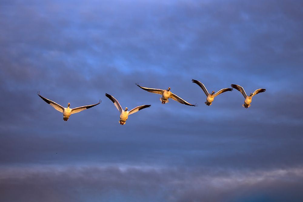 Sandhill cranes in flight formation. Bosque del Apache National Wildlife Refuge, New Mexico art print by Adam Jones for $57.95 CAD