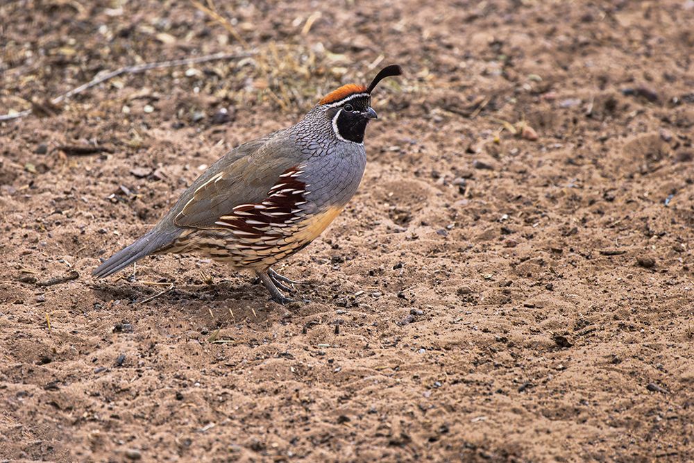 Gambels quail, Bosque del Apache National Wildlife Refuge, New Mexico art print by Adam Jones for $57.95 CAD
