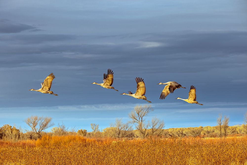 Sandhill cranes in flight formation. Bosque del Apache National Wildlife Refuge, New Mexico art print by Adam Jones for $57.95 CAD