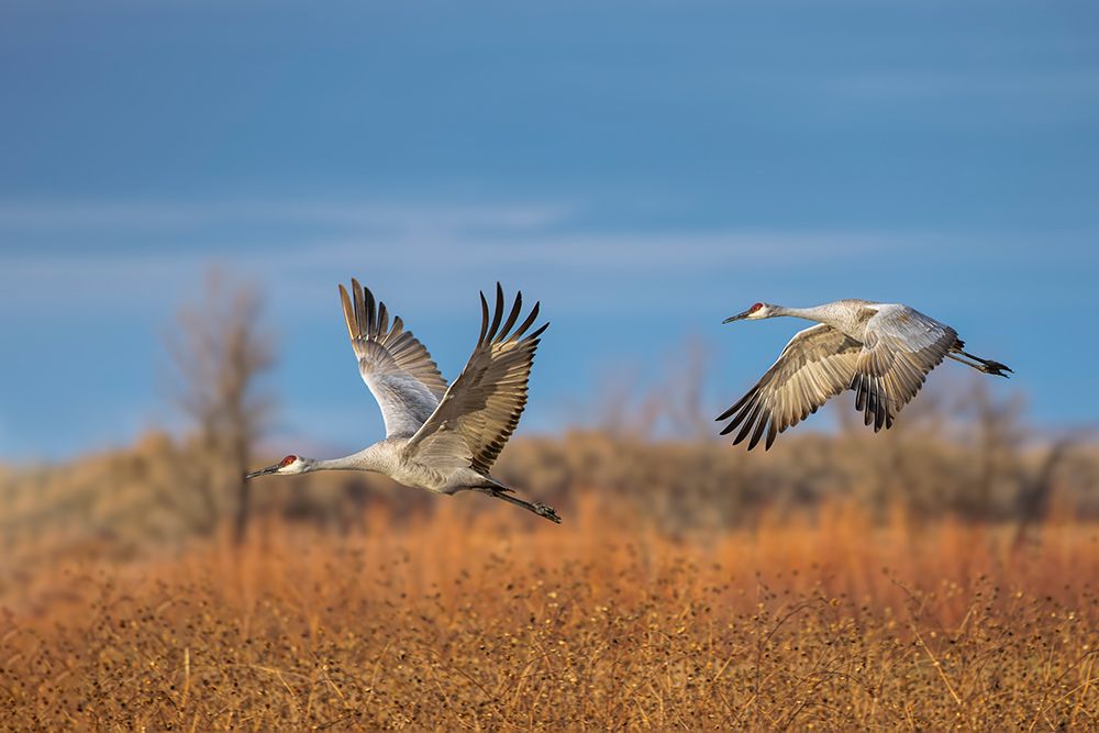 Sandhill cranes in flight formation. Bosque del Apache National Wildlife Refuge, New Mexico art print by Adam Jones for $57.95 CAD