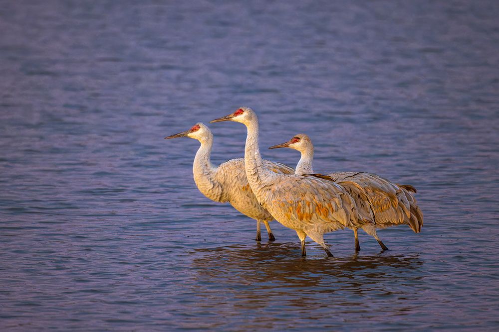 Sandhill cranes at first light. Bosque del Apache National Wildlife Refuge, New Mexico art print by Adam Jones for $57.95 CAD