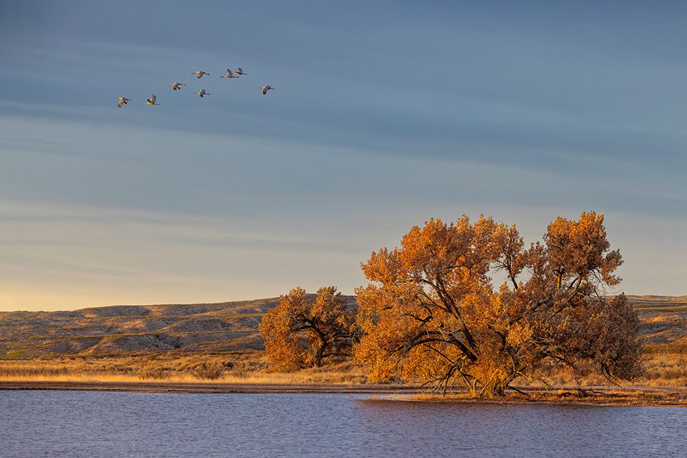 Sandhill cranes in flight formation. Bosque del Apache National Wildlife Refuge, New Mexico art print by Adam Jones for $57.95 CAD