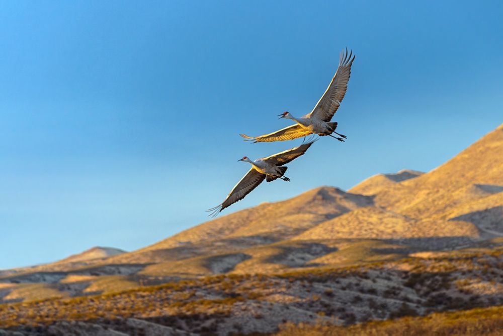 Sandhill cranes in flight formation. Bosque del Apache National Wildlife Refuge, New Mexico art print by Adam Jones for $57.95 CAD