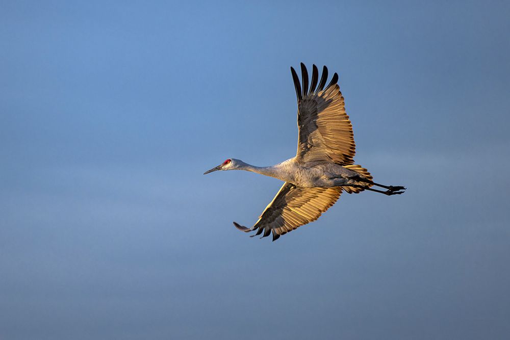Sandhill crane in flight. Bosque del Apache National Wildlife Refuge, New Mexico art print by Adam Jones for $57.95 CAD