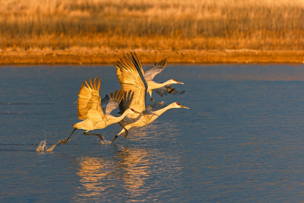 Sandhill cranes taking off at first light. Bosque del Apache National Wildlife Refuge, New Mexico art print by Adam Jones for $57.95 CAD