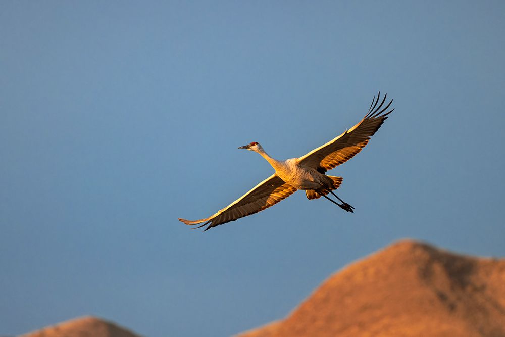 Sandhill crane in flight. Bosque del Apache National Wildlife Refuge, New Mexico art print by Adam Jones for $57.95 CAD