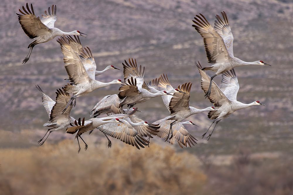 Sandhill cranes in flight formation. Bosque del Apache National Wildlife Refuge, New Mexico art print by Adam Jones for $57.95 CAD