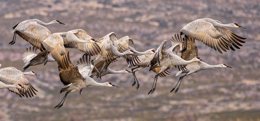 Sandhill cranes in flight formation. Bosque del Apache National Wildlife Refuge, New Mexico art print by Adam Jones for $57.95 CAD
