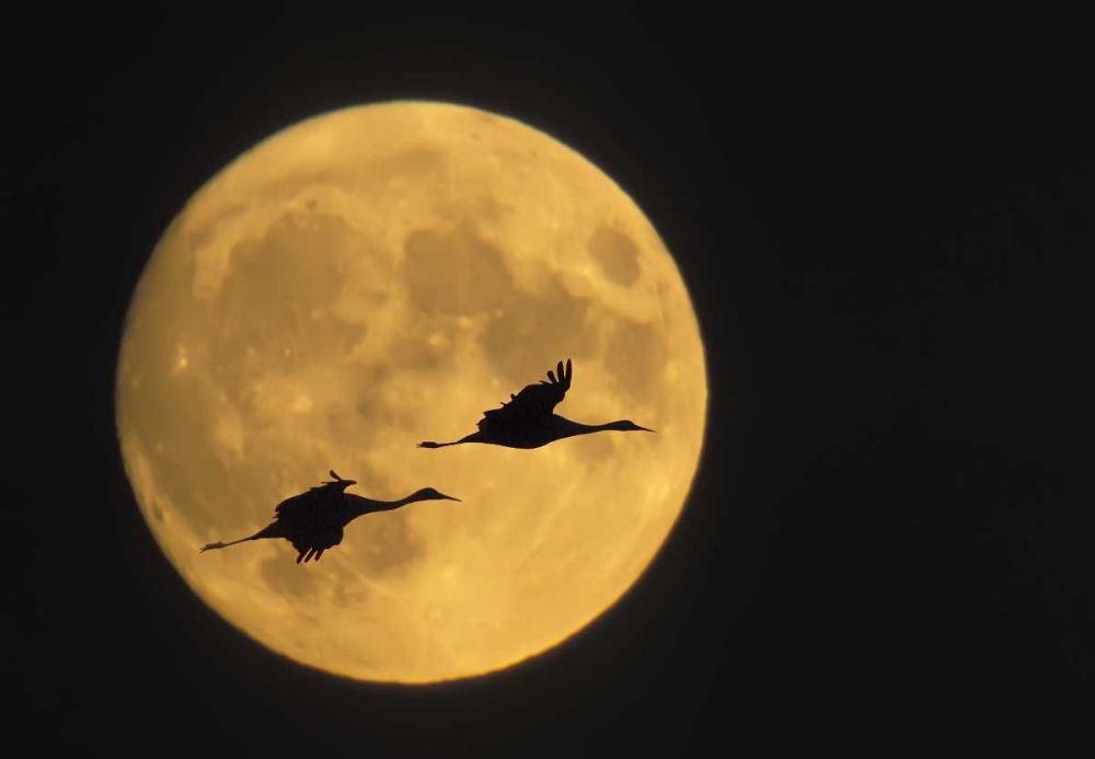 New Mexico, Sandhill cranes flying by moon art print by Ellen Anon for $57.95 CAD