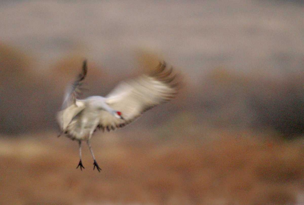 New Mexico Abstract of sandhill crane landing art print by Arthur Morris for $57.95 CAD