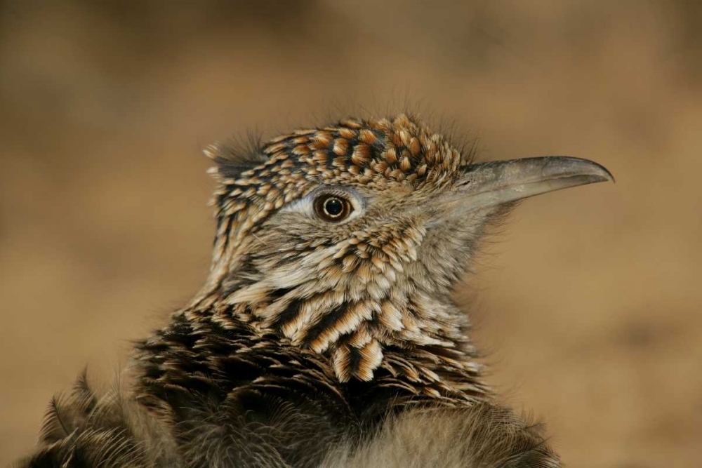 New Mexico, Bosque Del Apache Great roadrunner art print by Arthur Morris for $57.95 CAD