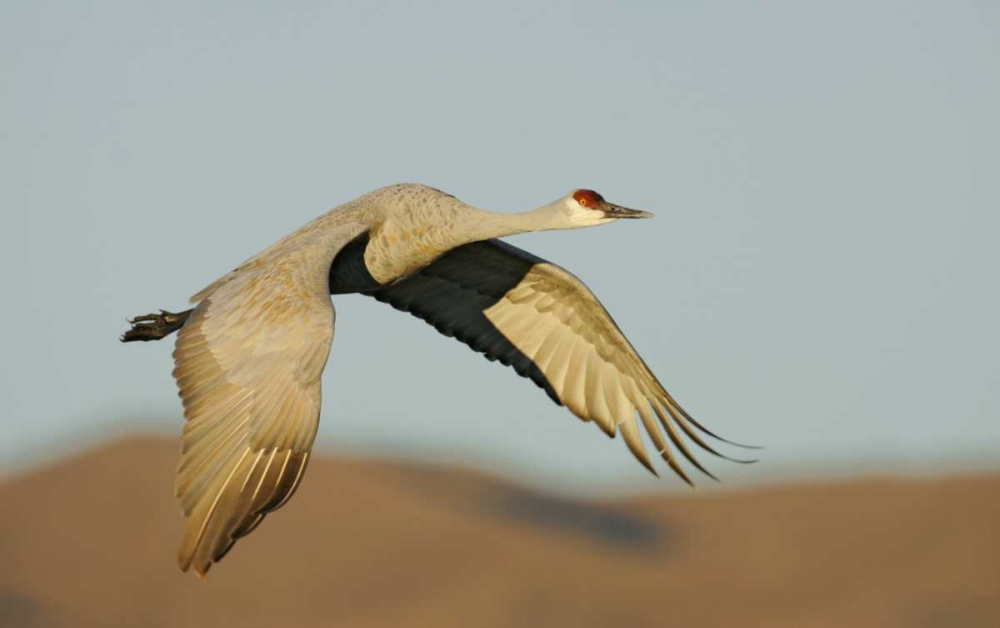 New Mexico Sandhill crane in flight art print by Arthur Morris for $57.95 CAD