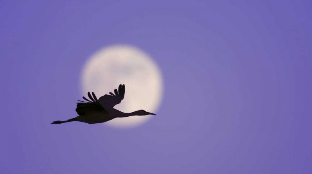 New Mexico Sandhill crane flying by the moon art print by Arthur Morris for $57.95 CAD