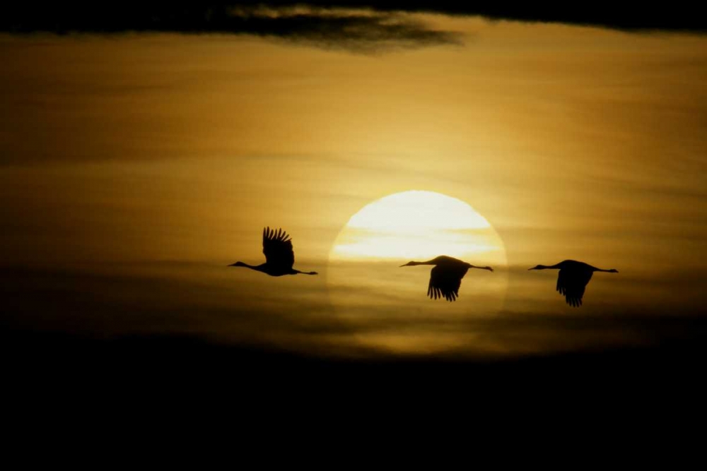 New Mexico Silhouettes of sandhill cranes flying art print by Arthur Morris for $57.95 CAD