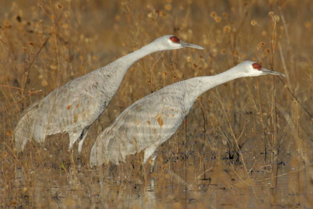 New Mexico Two sandhill cranes in marsh art print by Arthur Morris for $57.95 CAD