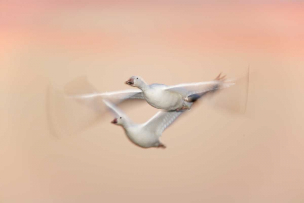 New Mexico Snow geese in flight at dusk art print by Arthur Morris for $57.95 CAD