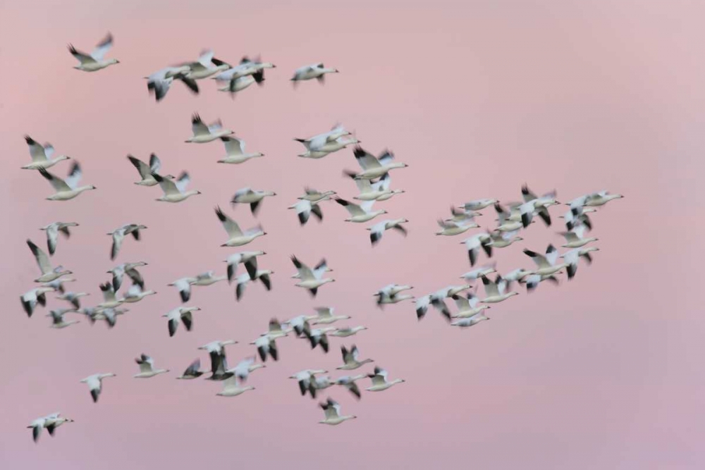 New Mexico Snow geese in flight against pink sky art print by Arthur Morris for $57.95 CAD