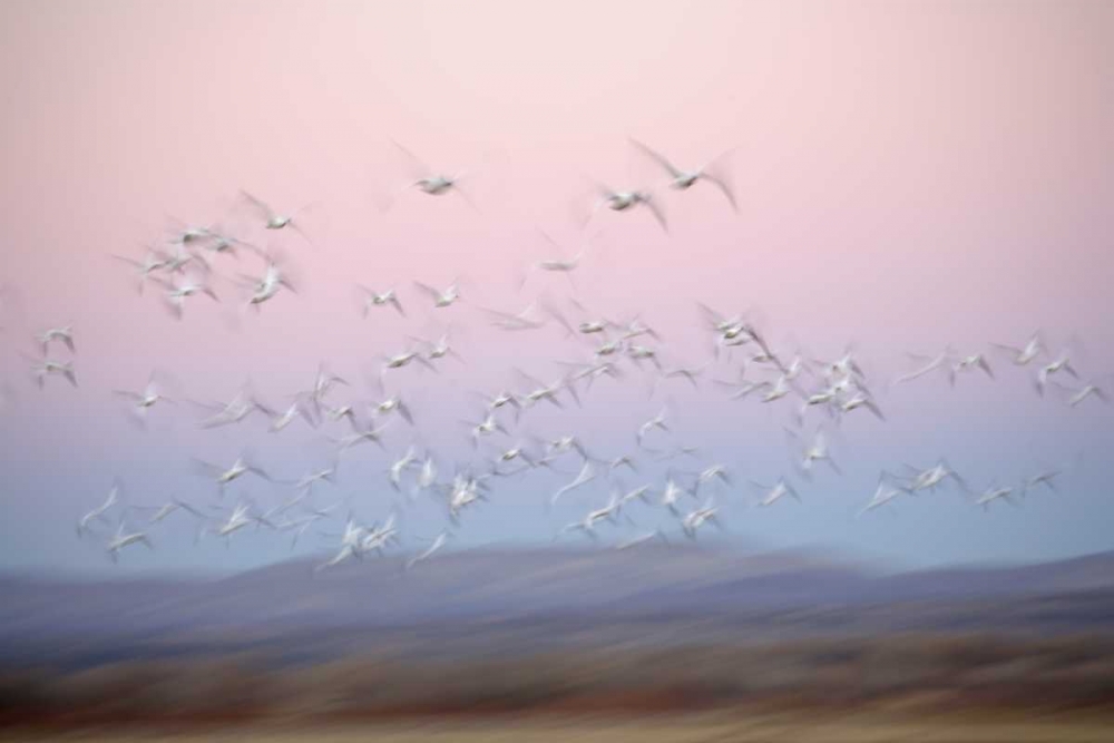 New Mexico Abstract of snow geese in flight art print by Arthur Morris for $57.95 CAD