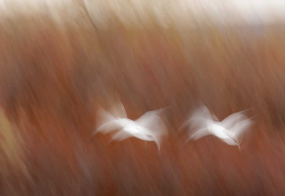 New Mexico Abstract of snow geese in flight art print by Arthur Morris for $57.95 CAD