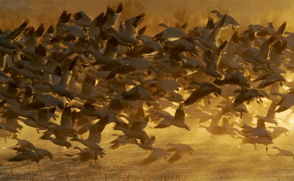 New Mexico Flock of snow geese taking off art print by Arthur Morris for $57.95 CAD
