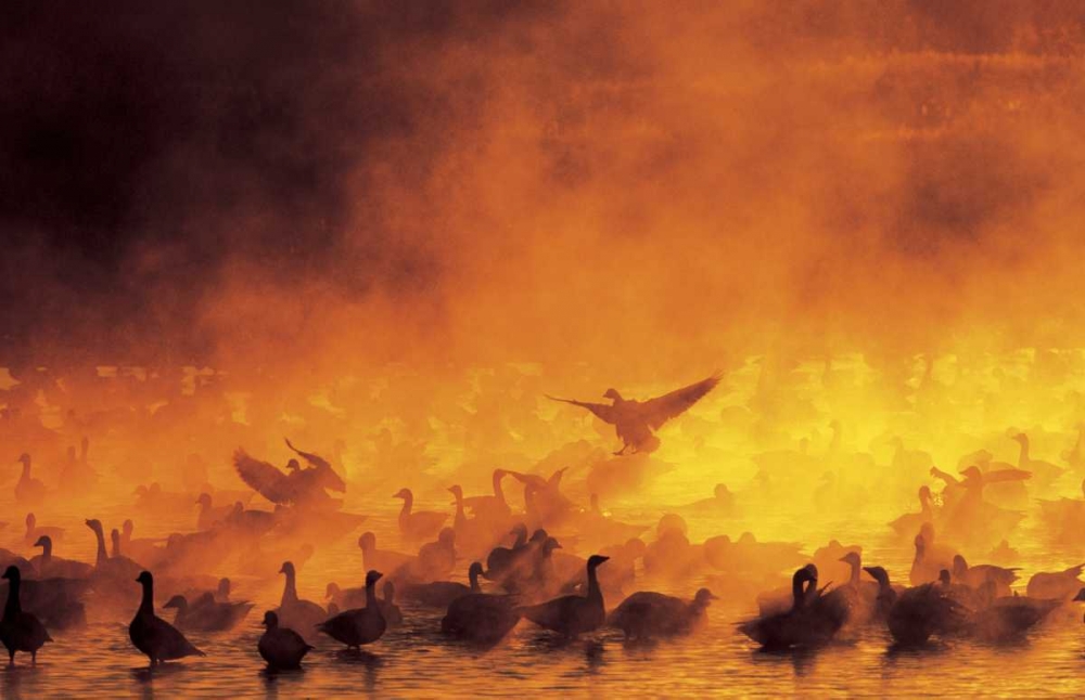 New Mexico Flock of snow geese backlit in fog art print by Arthur Morris for $57.95 CAD