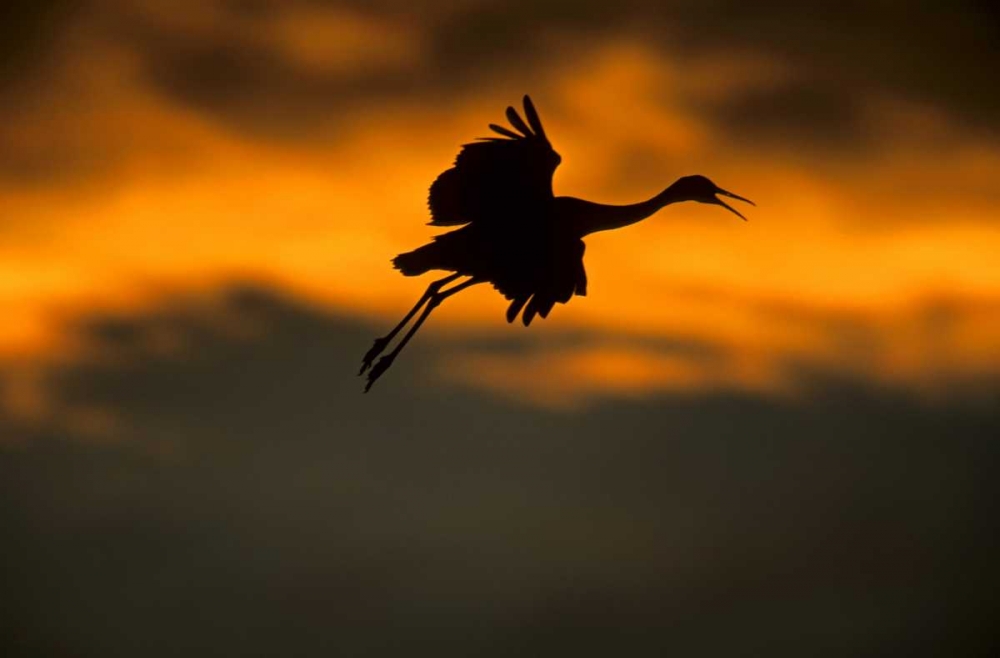 New Mexico Sandhill crane landing at sunset art print by Cathy and Gordon Illg for $57.95 CAD