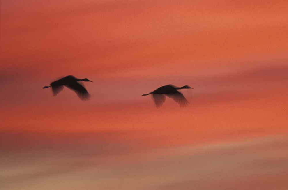 New MexicoAbstract of two sandhill cranes art print by Josh Anon for $57.95 CAD