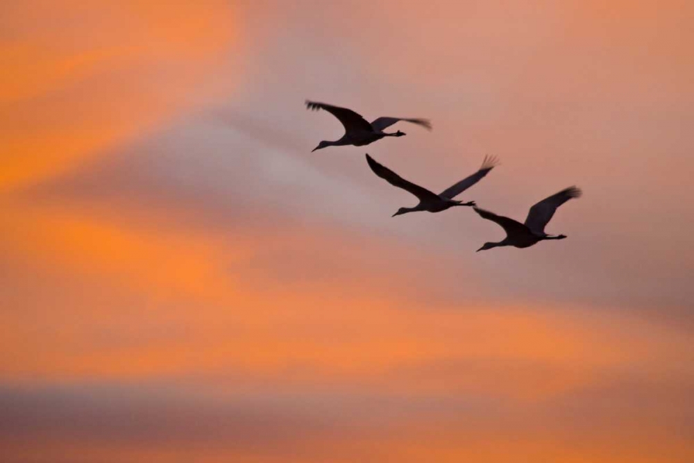New Mexico Greater sandhill cranes leaving nest art print by Fred Lord for $57.95 CAD