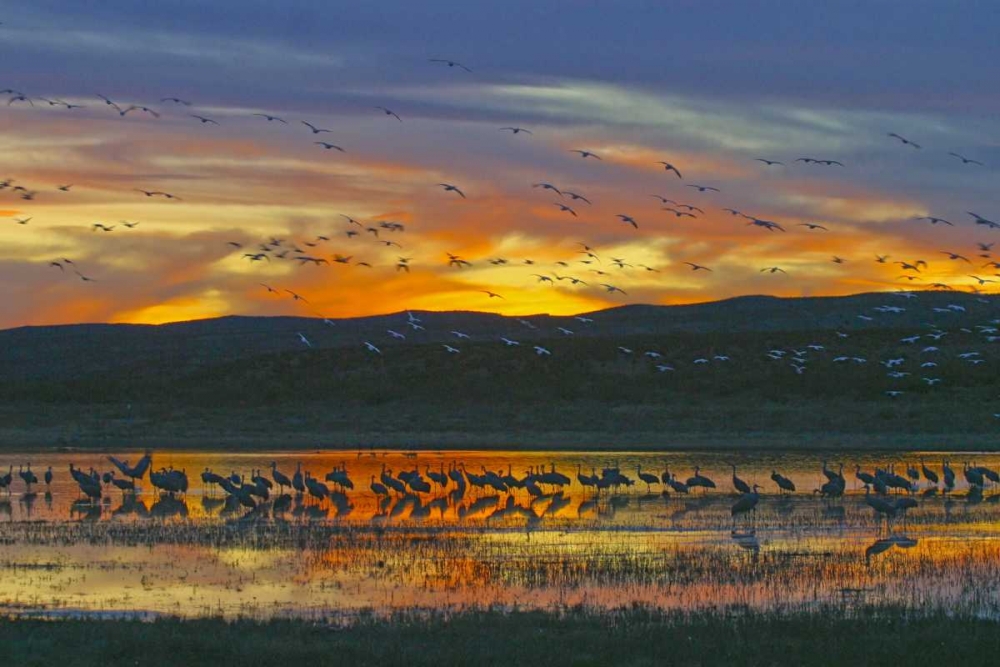 New Mexico Sandhill cranes and snow geese art print by Fred Lord for $57.95 CAD