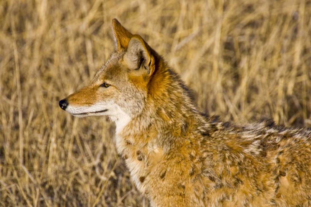 New Mexico Coyote stalking ducks on pond art print by Fred Lord for $57.95 CAD