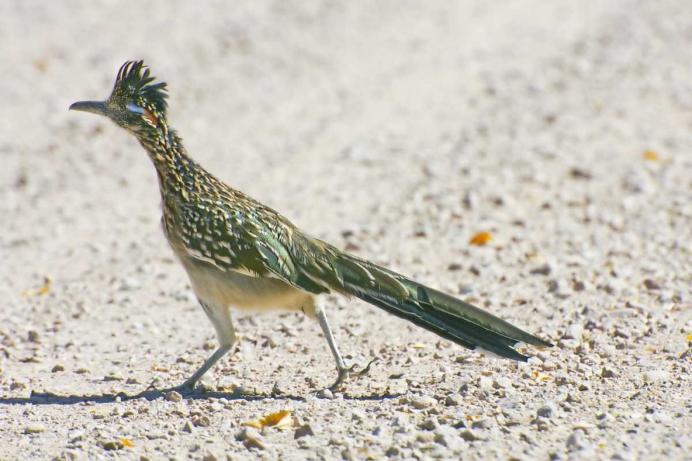New Mexico Greater roadrunner crossing road art print by Fred Lord for $57.95 CAD