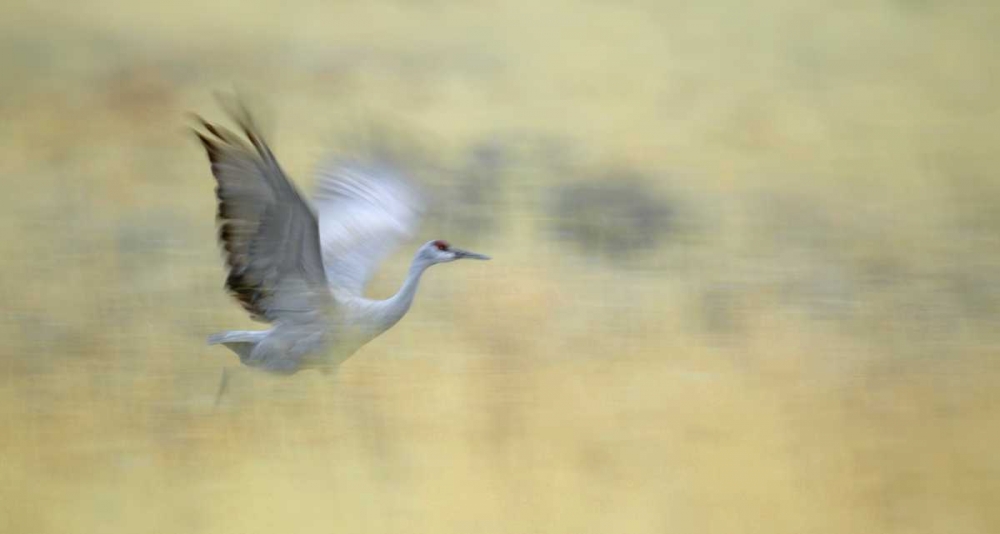 New Mexico Abstract of sandhill crane running art print by Arthur Morris for $57.95 CAD