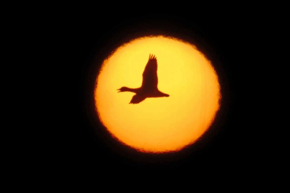 New Mexico Silhouette of lone snow goose art print by Arthur Morris for $57.95 CAD